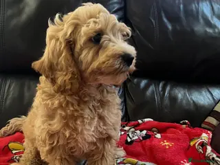 Cavapoochon dogs Cavapoochon boys puppies - Advert 9