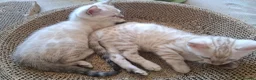 Bengal cats for sale: Mink x snow lynx bengal  - Advert 9