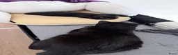 British Shorthair cats for sale: Beautiful black british short hair kittens - Advert 7