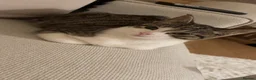 Domestic Shorthair cats for sale: X2 8 months old kittens (both girls) - Advert 5