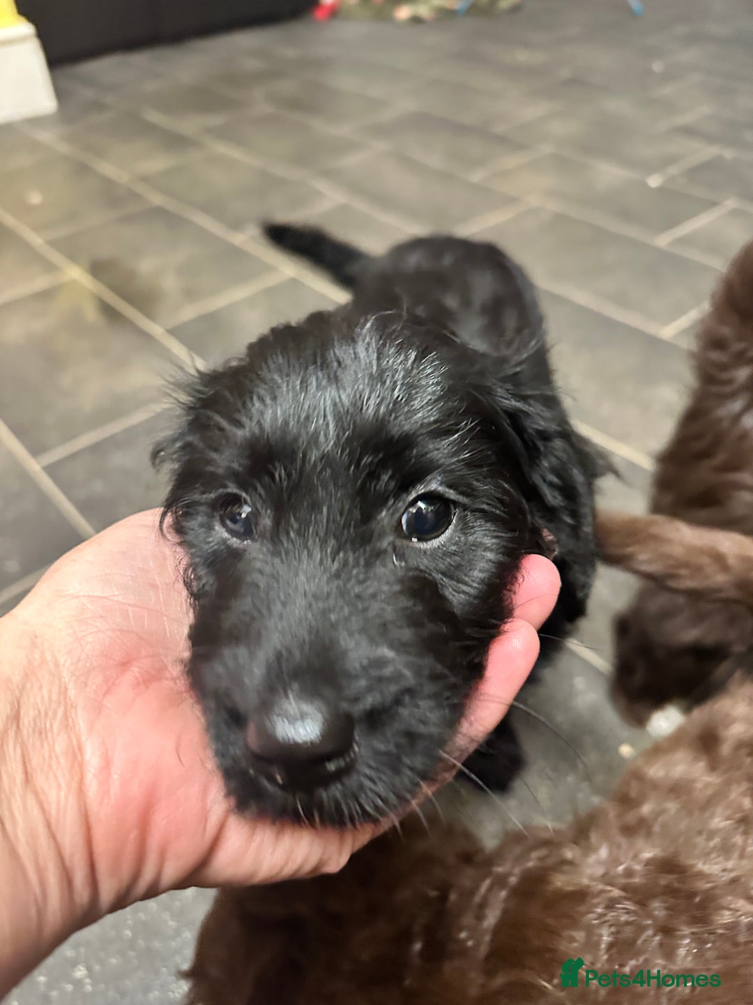 Mixed Breed dogs for sale: Solid, vacc'd, chipped. Mixed breed pups born 7/10 - Advert 6