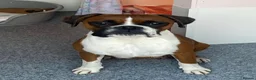 Boxer dogs for sale: Red & White Bobtail Girl - Advert 1