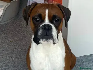 Boxer dogs Red & White Bobtail Girl - Advert 4