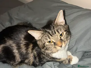 Norwegian Forest Cat cats 2 Tabby kittens - Advert 1