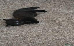 British Shorthair cats for sale: Black fluffy male kitten - Image 1