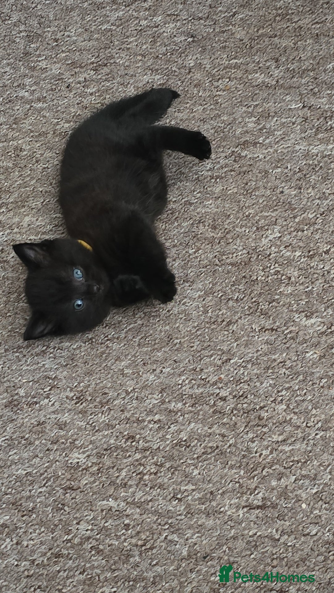 British Shorthair cats for sale: Black fluffy male kitten - Image 1