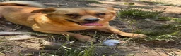 Mixed Breed dogs for adoption: Ernie - Advert 8