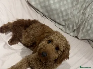 Labradoodle dogs Labradoodle Male, 8 months - Advert 2