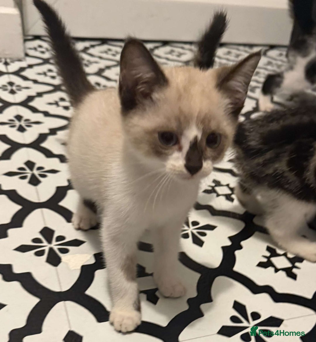 Domestic Shorthair cats for sale: 2 Male 2 female kittens  - Image 21
