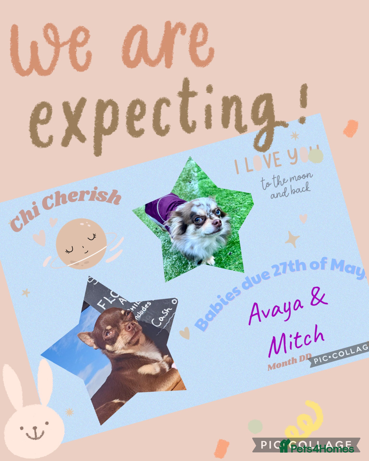 Chihuahua dogs ✨ CHI ~ CHERISH ✨DNA Tested Parents ✅ ✨ - Advert 1