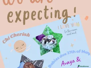 Chihuahua dogs ✨ CHI ~ CHERISH ✨DNA Tested Parents ✅ ✨ - Advert 3