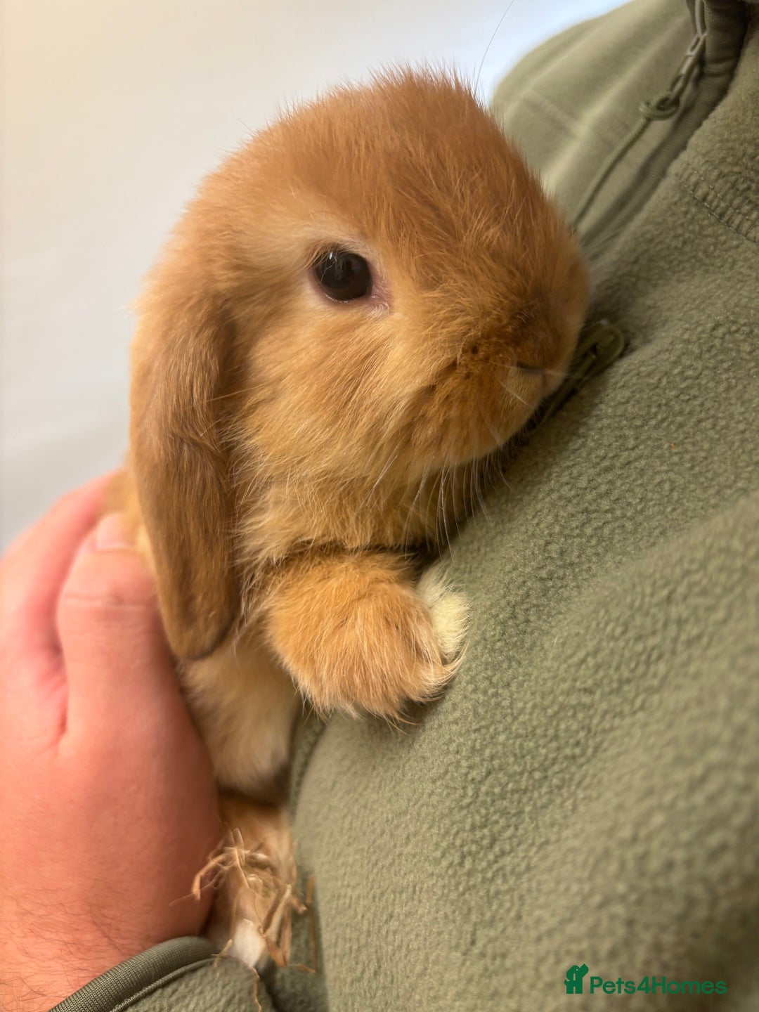 Mini Lop rabbits for sale: Mini lop bunnies  - Image 14