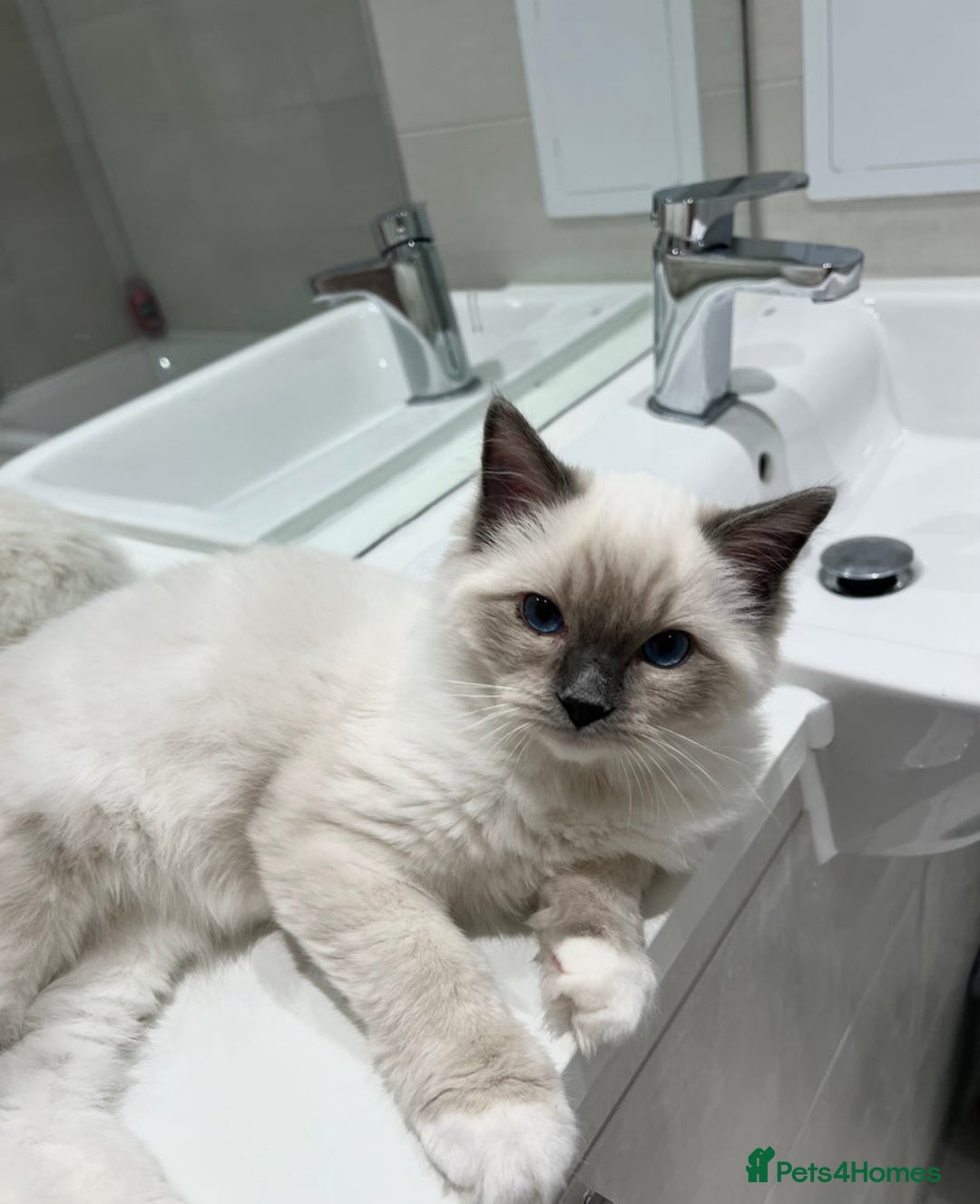 Ragdoll cats for sale: Last 2 Active boys, Champion blood - Image 4