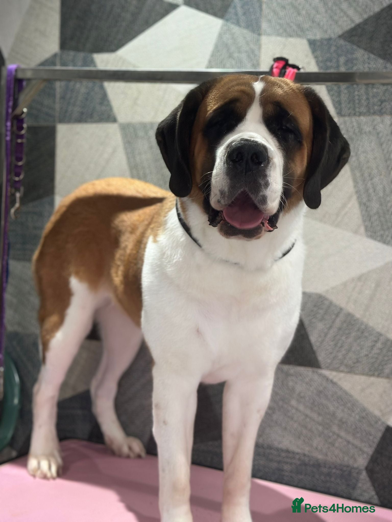 Saint Bernard dogs Baby bears - Advert 5