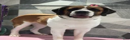 Saint Bernard dogs for sale: Baby bears - Advert 1