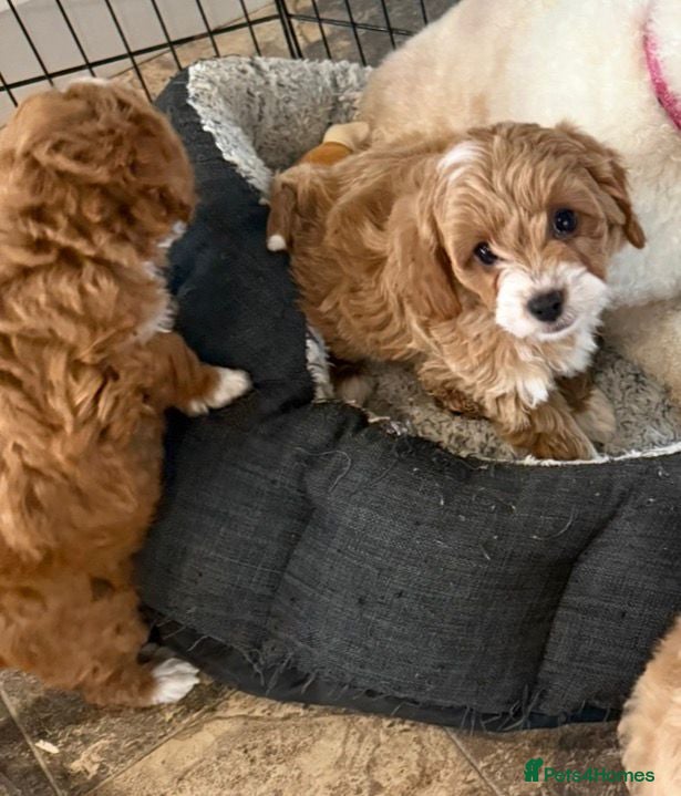 Cavapoo dogs Toy Cavapoo Puppies F1b (hypoallergenic) - Advert 2