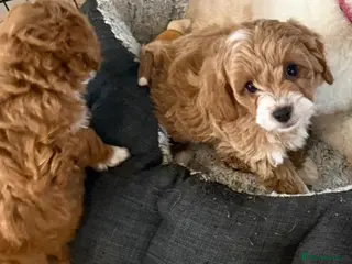 Cavapoo dogs Toy Cavapoo Puppies F1b (hypoallergenic) - Advert 2