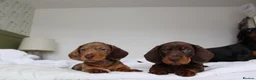 Miniature Dachshund dogs for sale: Miniature Dachshund puppies  - Advert 31