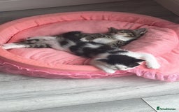 Ragdoll cats for sale: Four ragdoll crosses available - Image 7
