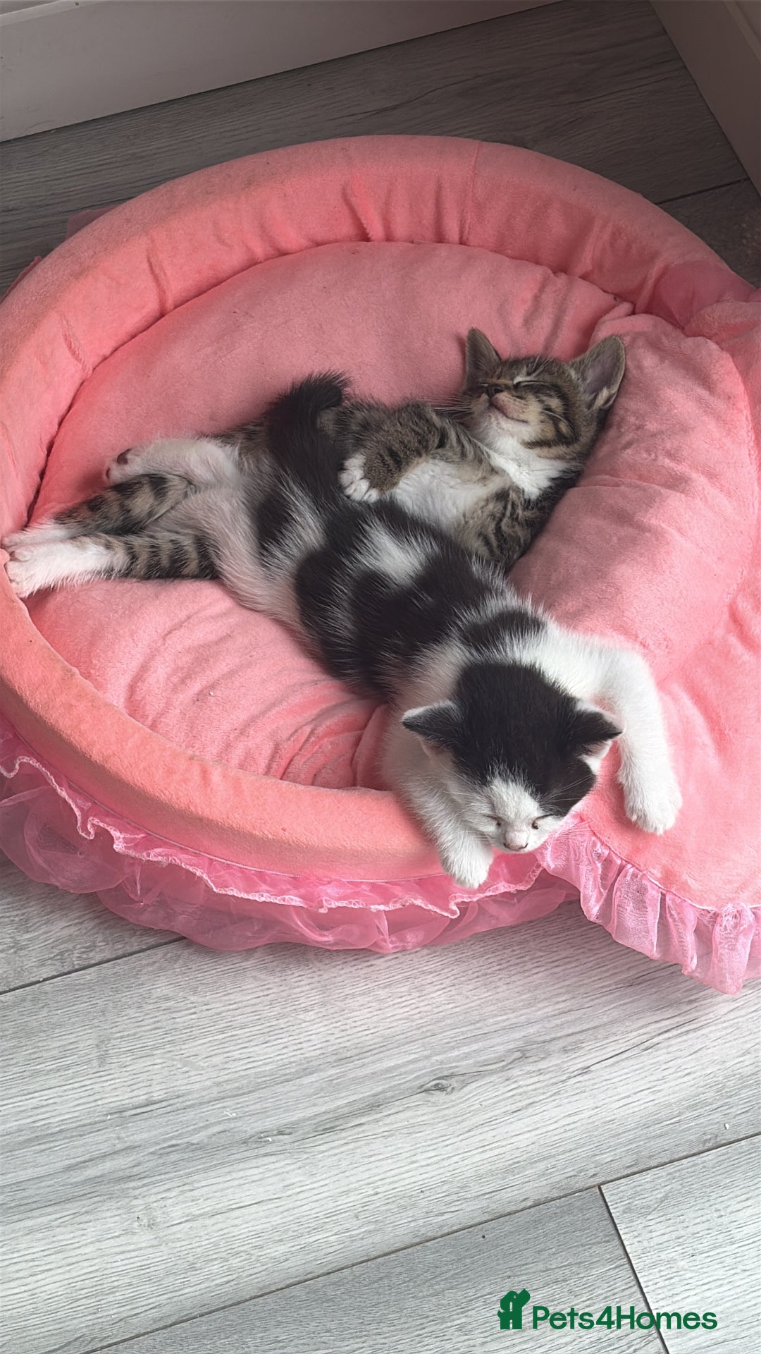 Ragdoll cats for sale: Four ragdoll crosses available - Image 7
