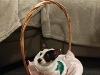 Mixed Breed dogs Small and cute jack Russell girl - Advert 6