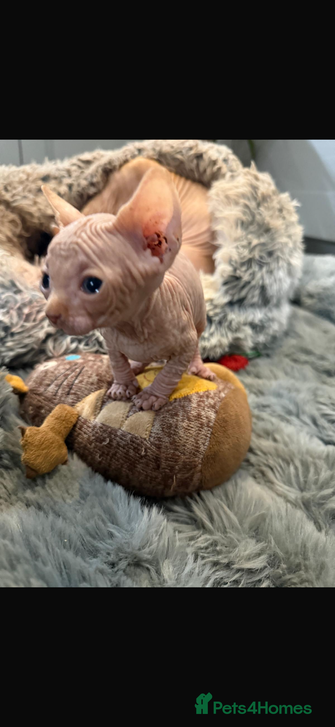 Sphynx cats for sale: Sphynx kittens for sale  - Image 3