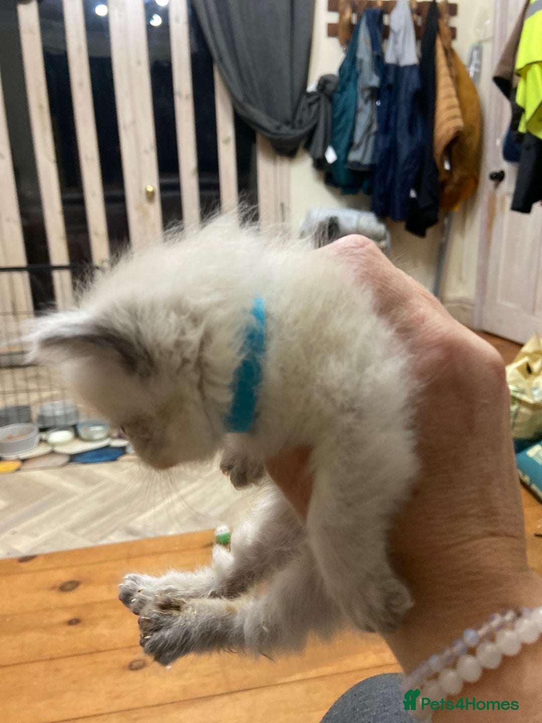 Ragdoll cats for sale: Beautiful Blue Point Ragdoll kittens - Image 20