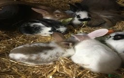 Mixed Breed rabbits for sale: Baby rabbits mixed breed  - Image 13