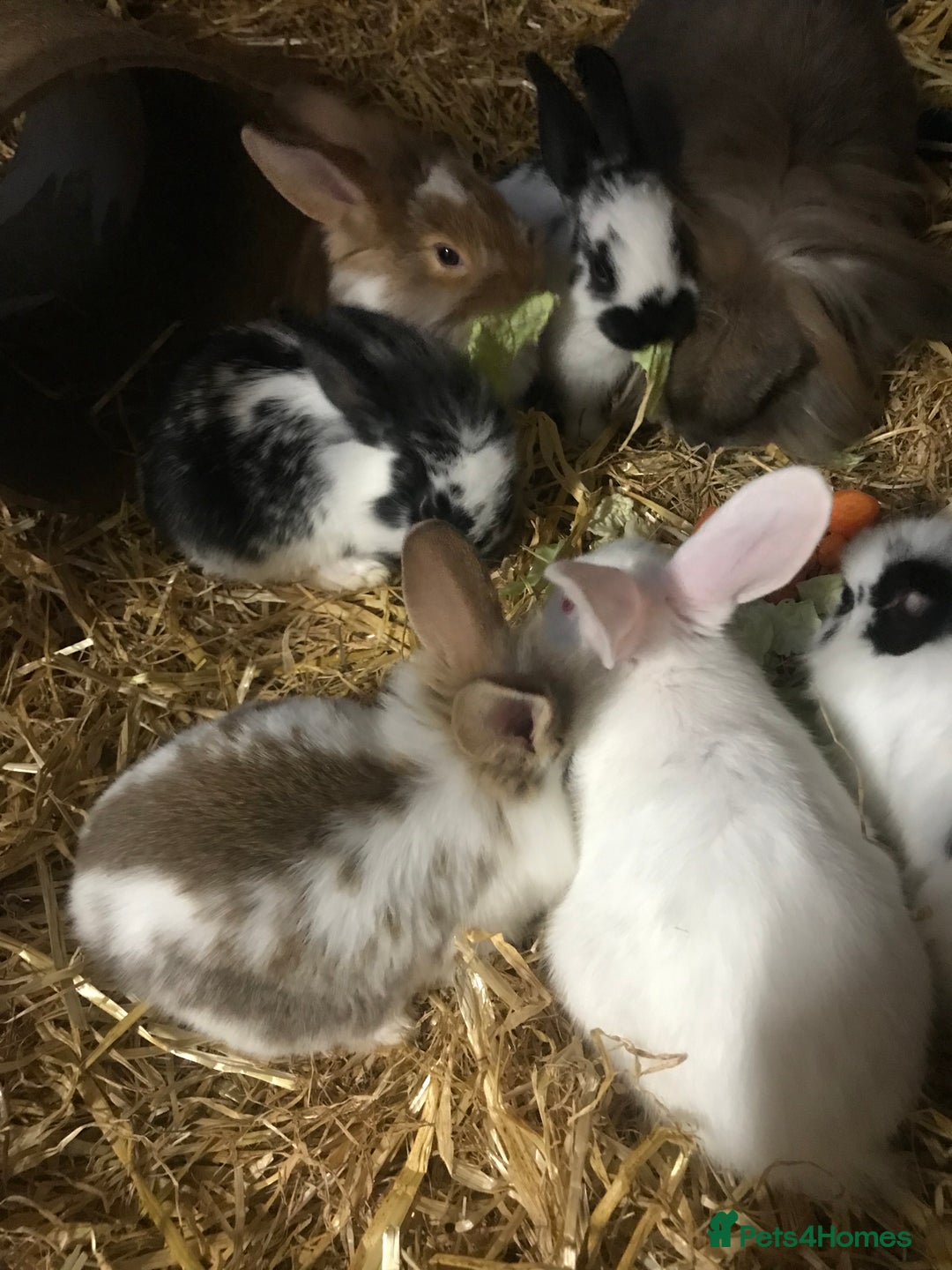 Mixed Breed rabbits for sale: Baby rabbits mixed breed  - Image 13