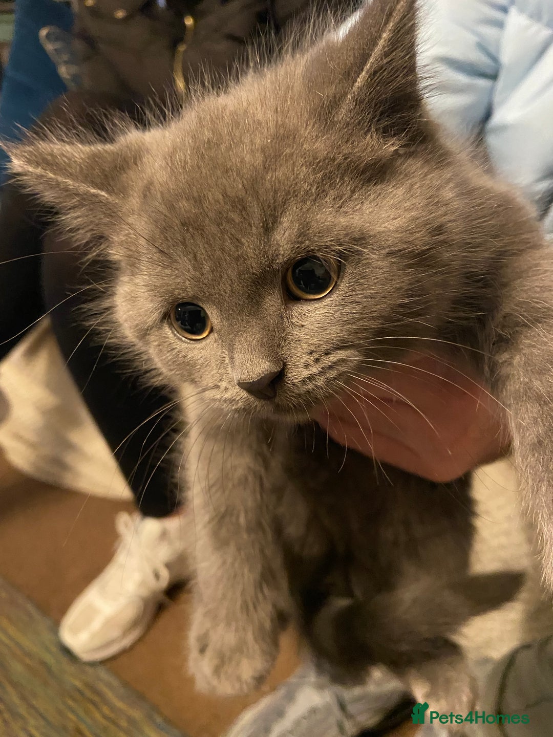 Persian cats for sale: Persian x British blue shorthair  - Advert 5
