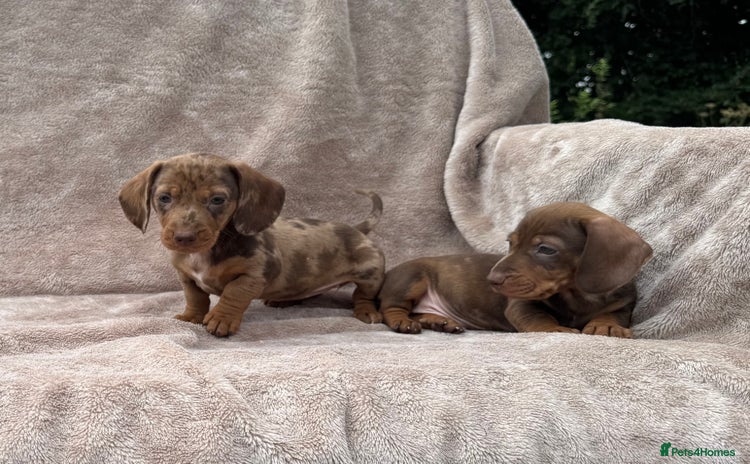 Dachshund dogs - Advert 5