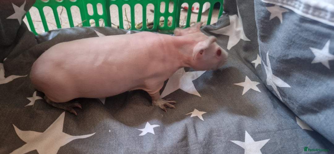 Guinea Pig rodents for sale: 2 x male Guinea Pigs  - Advert 4