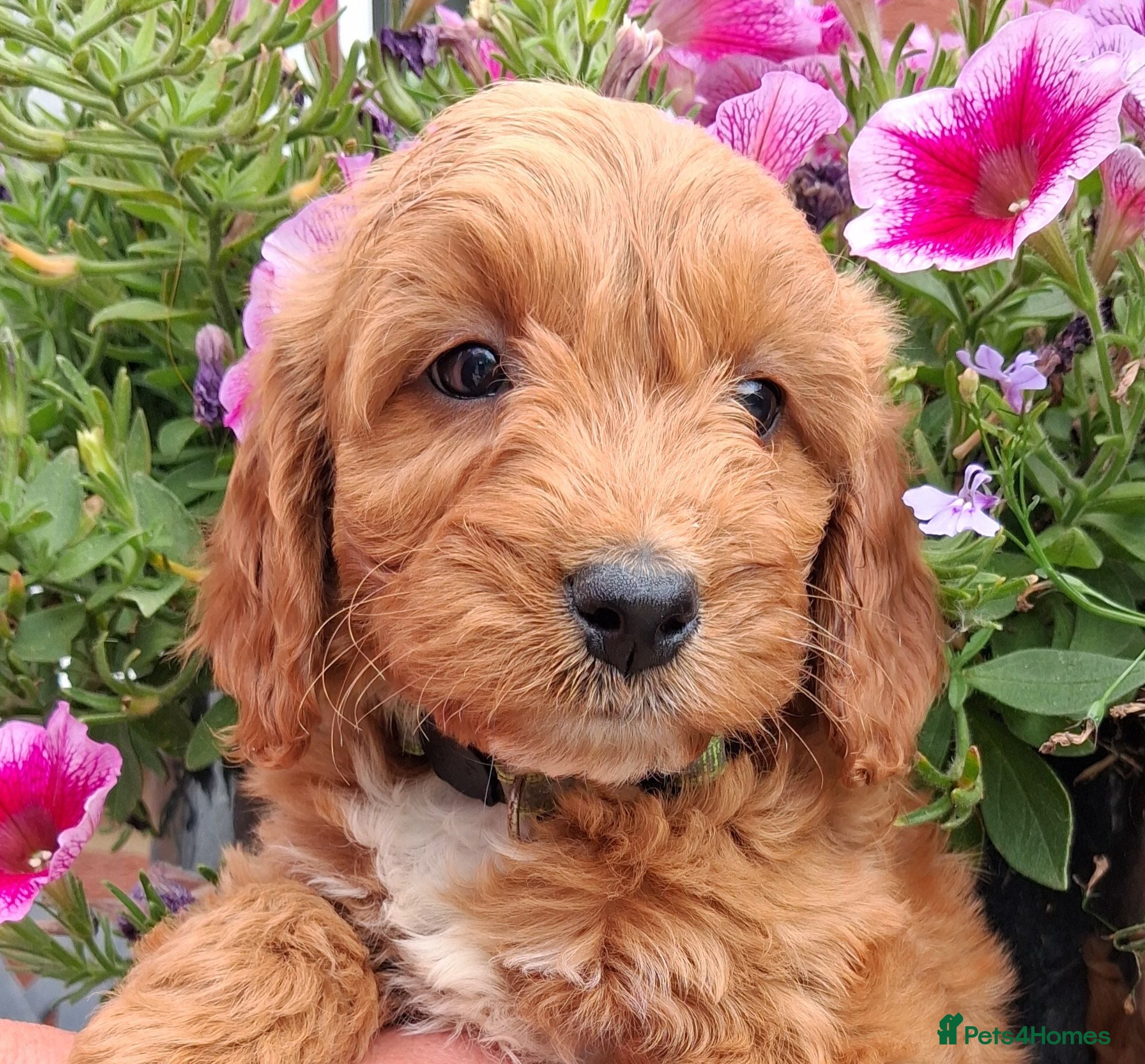 Cockapoo dogs Cockapoo puppies for sale  - Advert 2
