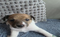 Jack Russell dogs for sale: Jack russell puppies - Image 3