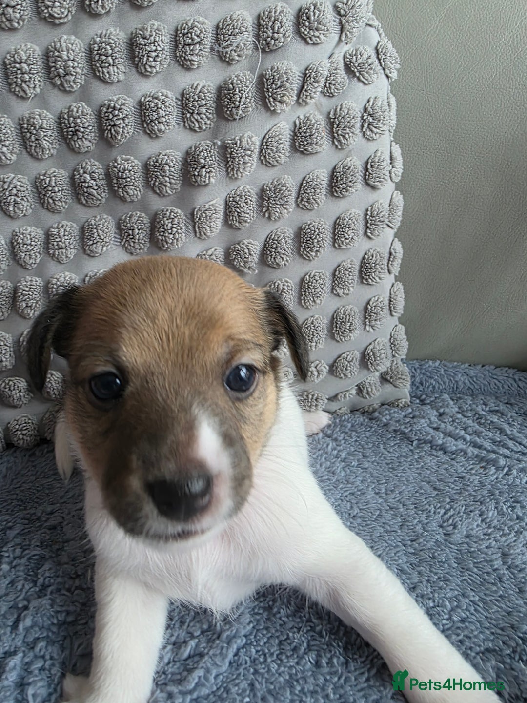 Jack Russell dogs for sale: Jack russell puppies - Image 3
