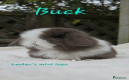 Mini Lop rabbits for sale: Beautiful mini lops girls and boys - Advert 1