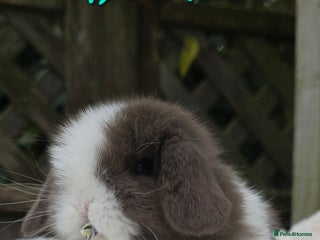 Mini Lop rabbits Beautiful mini lops girls and boys - Advert 2