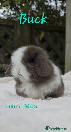 Mini Lop rabbits Beautiful mini lops girls and boys - Advert 1