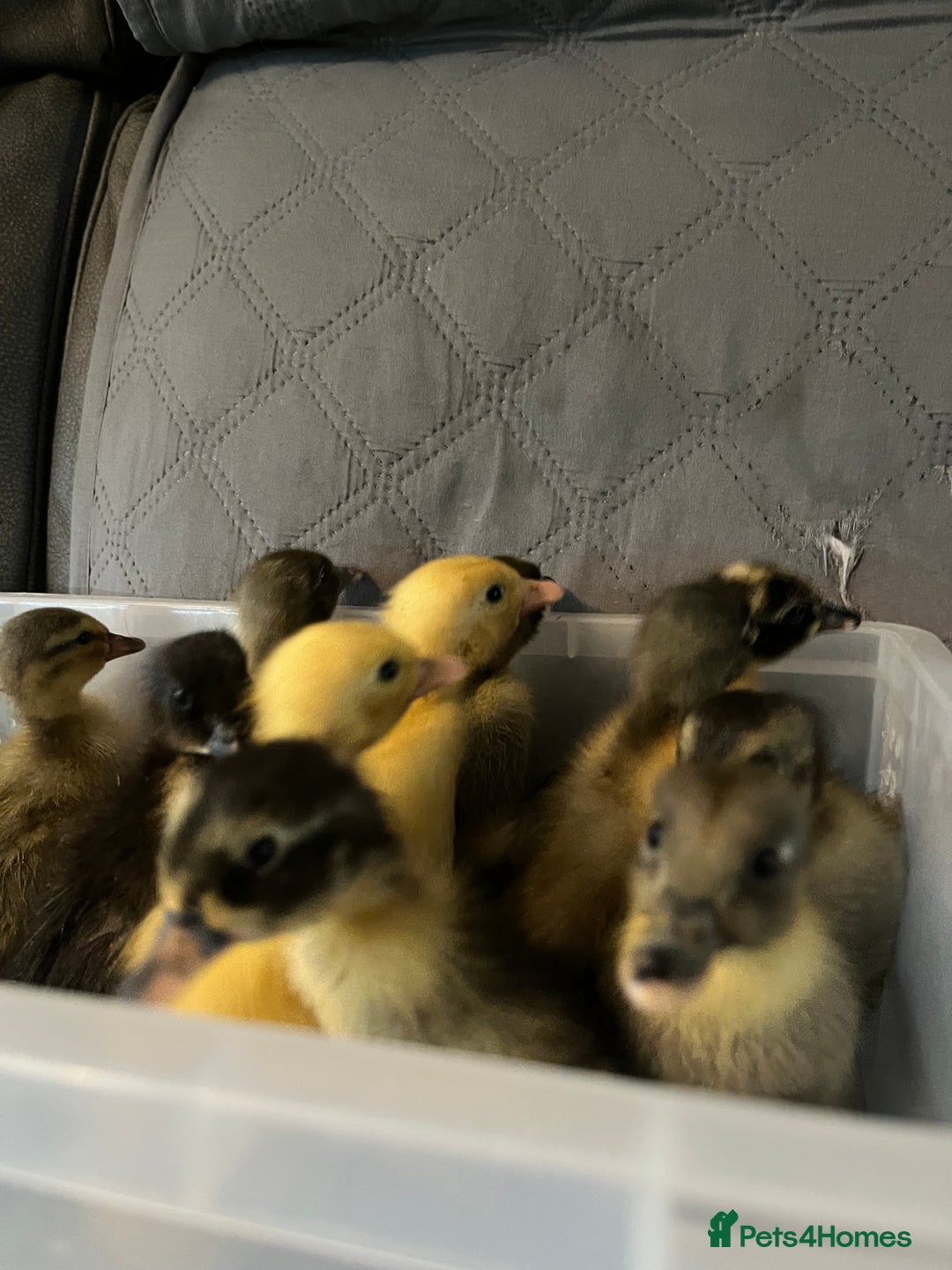 Ducks poultry for sale: Indian runner ducklings - Image 16