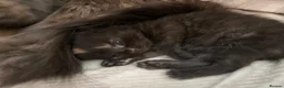 Mixed Breed cats for sale: Kittens  in Hull - Advert 6