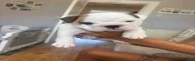 English Bulldog 1