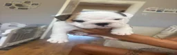 English Bulldog dogs for sale: Chunky English Bulldog Boys  - Advert 11