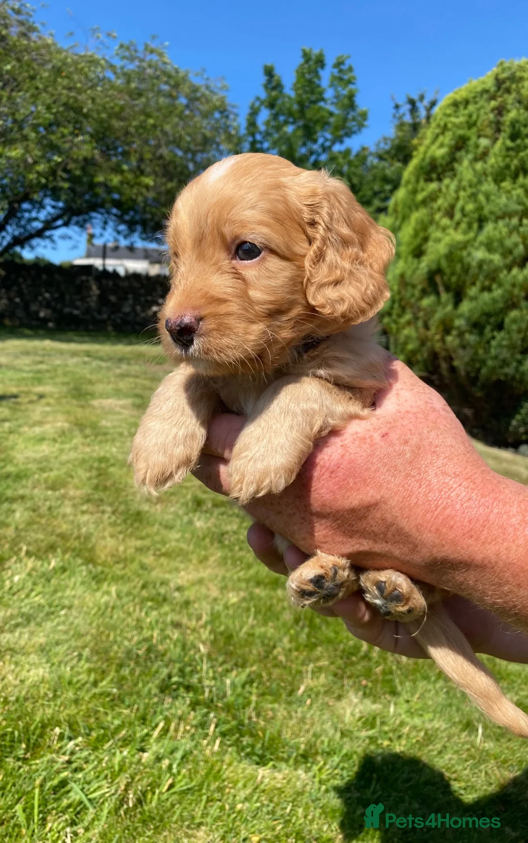 Cockapoo dogs for sale: Cockapoo Puppies  - Advert 1