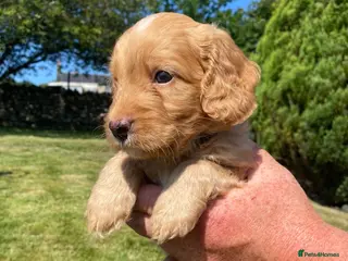 Cockapoo dogs Cockapoo Puppies - Advert 1