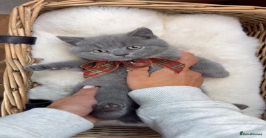 British Shorthair cats - Advert 6