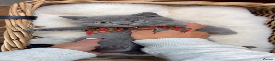 British Shorthair Kitten 3 blue 