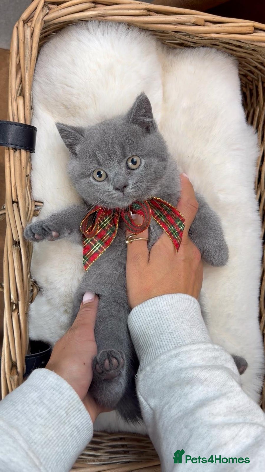 British Shorthair cats for sale: 2 Female 2 Male British Shorthaired kittens  - Advert 7