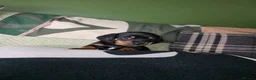 Miniature Dachshund dogs for sale: 🤍Health tested miniture dachshund🤍 - Advert 13