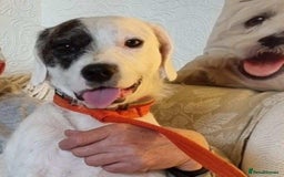 Mixed Breed dogs for adoption: Artemis - Fakenham Norfolk  - Image 1