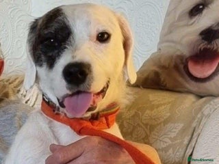 Mixed Breed dogs - Advert 12